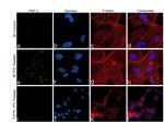 FGF2 Antibody