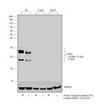 FGF2 Antibody in Western Blot (WB)