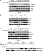 TBP Antibody in Western Blot (WB)