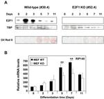 TBP Antibody in Western Blot (WB)