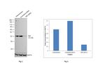 TBP Antibody in Western Blot (WB)