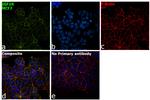 IGF1R alpha Antibody in Immunocytochemistry (ICC/IF)