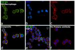 TGF beta-1 Antibody in Immunocytochemistry (ICC/IF)