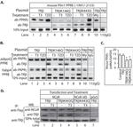 THRB Antibody in Western Blot (WB)