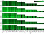 E-selectin Antibody in Peptide array (Array)