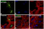 E-selectin Antibody in Immunocytochemistry (ICC/IF)