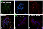 NSE Antibody in Immunocytochemistry (ICC/IF)