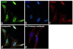 CENPF Antibody in Immunocytochemistry (ICC/IF)