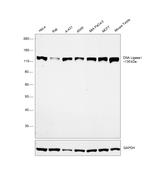 DNA Ligase I Antibody in Western Blot (WB)