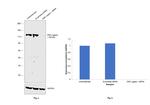 DNA Ligase I Antibody in Western Blot (WB)