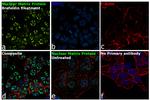 Nuclear Matrix Protein p84 Antibody in Immunocytochemistry (ICC/IF)