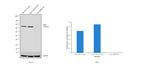 NBS1 Antibody