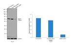 RbAp48 Antibody in Western Blot (WB)