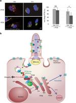 TRIP230 Antibody in Immunocytochemistry (ICC/IF)