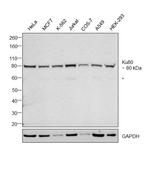 Ku80 Antibody in Western Blot (WB)