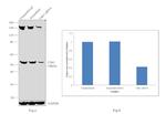 Chk1 Antibody