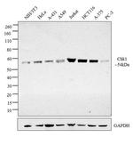 Chk1 Antibody in Western Blot (WB)