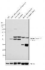 Cardiac Troponin T Antibody in Western Blot (WB)