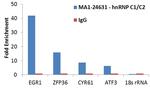 hnRNP C1/C2 Antibody