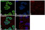 hnRNP C1/C2 Antibody in Immunocytochemistry (ICC/IF)