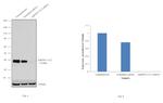 hnRNP C1/C2 Antibody