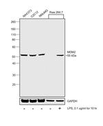 MDM2 Antibody