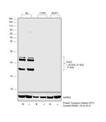 FGF2 Antibody in Western Blot (WB)