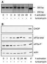 CHOP Antibody in Western Blot (WB)