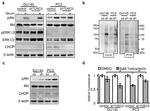 CHOP Antibody in Western Blot (WB)