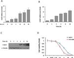 CHOP Antibody in Western Blot (WB)