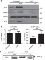 CHOP Antibody in Western Blot (WB)