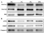 CHOP Antibody in Western Blot (WB)