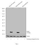 CHOP Antibody in Western Blot (WB)