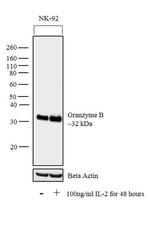 Granzyme B Antibody