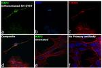 MAP2 Antibody in Immunocytochemistry (ICC/IF)