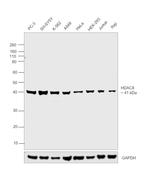 HDAC8 Antibody in Western Blot (WB)