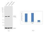 HDAC8 Antibody in Western Blot (WB)