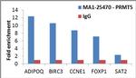 PRMT5 Antibody