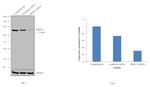 PRMT5 Antibody in Western Blot (WB)