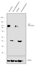 Amyloid Precursor Protein Antibody