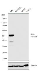 IRF4 Antibody