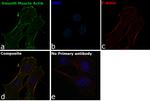 Alpha-Smooth Muscle Actin Antibody in Immunocytochemistry (ICC/IF)