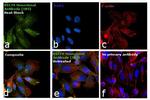 HSC70 Antibody in Immunocytochemistry (ICC/IF)