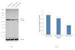 HSC70 Antibody in Western Blot (WB)