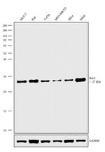 Bcl-2 Antibody in Western Blot (WB)