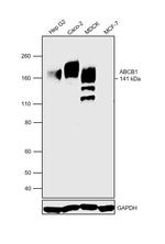 P-Glycoprotein Antibody in Western Blot (WB)