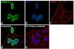 hnRNP A1 Antibody in Immunocytochemistry (ICC/IF)