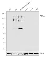 Nestin Antibody