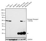 Estrogen Receptor alpha Antibody in Western Blot (WB)