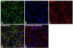 PABP Antibody in Immunocytochemistry (ICC/IF)